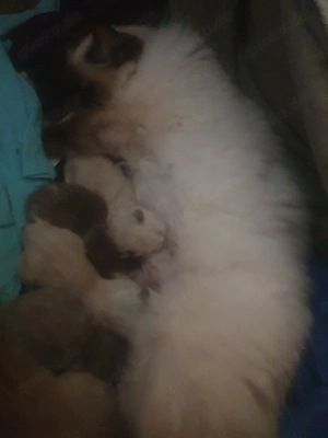 Heilige Birma Kätzchen Bild 8