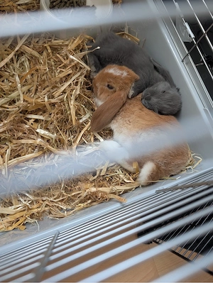 Zwergwidder-Kaninchen