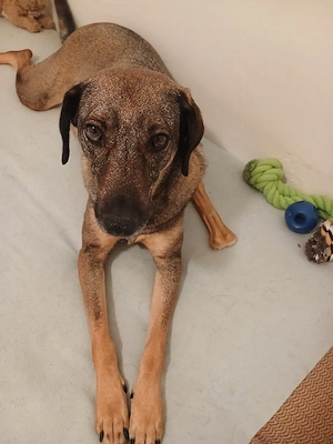 Hallo ich mus dringeng schweren herzens meine hündin in gute hände verk.