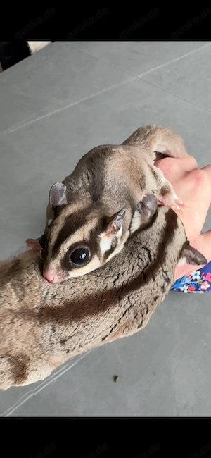 3 Männliche Sugar Glider (Kastriert)
