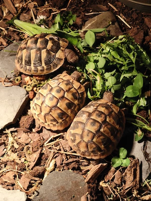 3 Griechische Landschildkröten 