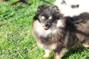 Süßer Pomeranian Zwergspitz Junge in black & tan