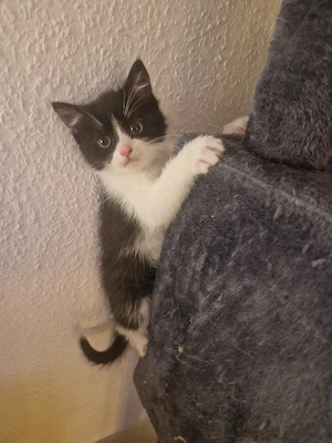 Perser BKH Kitten Mädchen 