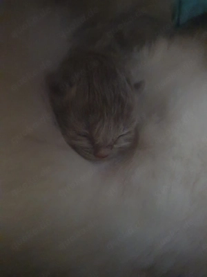 Heilige Birma Kätzchen Bild 9