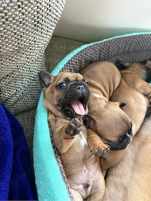Französische Bulldoggen Welpen 