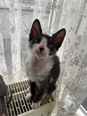 Sphynx Kitten  Bild 6