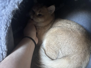 Reinrassiger BKH Kater, Stubentiger, kastriert