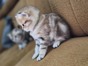 Noch 2 Wunderschöne BKH kitten 