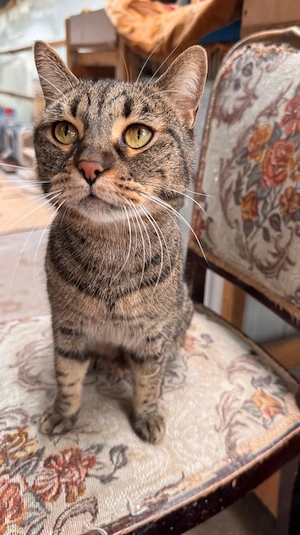 Ayana, unsere liebevolle und zarte Samtpfote sucht ihr Wohlfühlzuhause