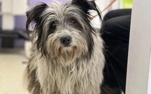 Towser - ein Hund zum Verlieben