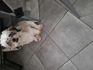 Süßer Rüde sucht liebevolles Zuhause 