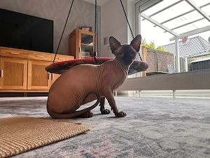 Sphynx Kitten in liebevolle Hände abzugeben 