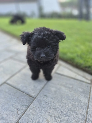 Pomapoo extrem süß Welpen ab sofort