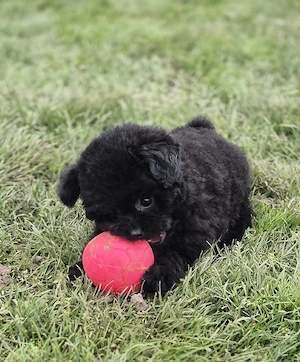 Pomapoo letzte Weibchen ab sofort 