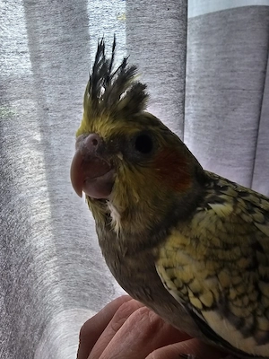 nymphensittich Hahn Küken Handaufzucht super Handzahm DNA getestet