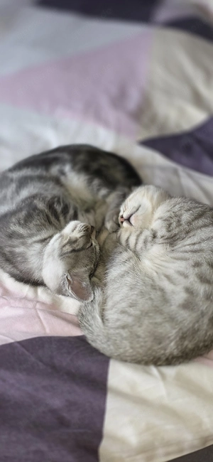 BKH Blondy 600,00  und Grauy 600,00 