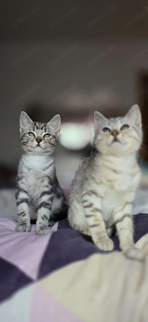 BKH Blondy 600,00  und Grauy 600,00 