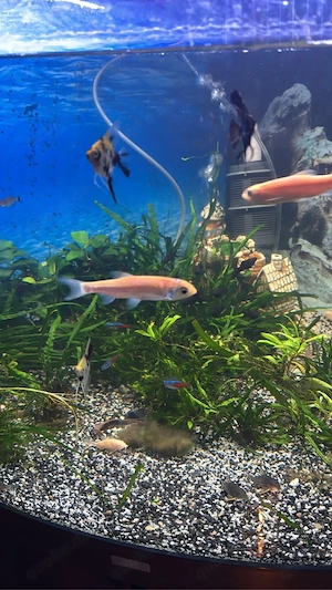 400-Liter-Aquarium komplett ausgestattet! Über 30 Fische,