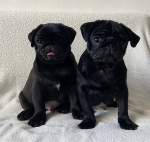 Reinrassige Mops Rüden