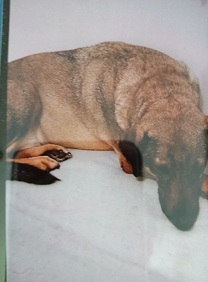 Mus meine hündin in gute hände verk.