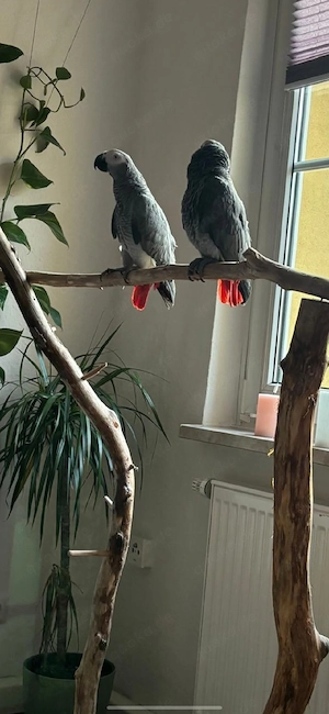    Graupapageien (Kongo) Paar   sprechend, mit Papieren, zuchtbereit + großer Käfig