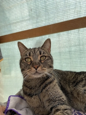 Ayana, unsere liebevolle und zarte Samtpfote sucht ihr Wohlfühlzuhause