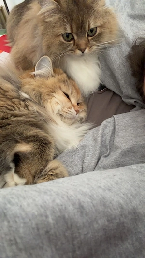 Zwei BLH Katzen grüne Augen 