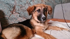 bordercolliemixhündin 6,5 monate 