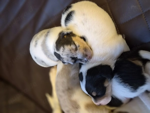 Jacky Welpen in Sonderlackierung.. 