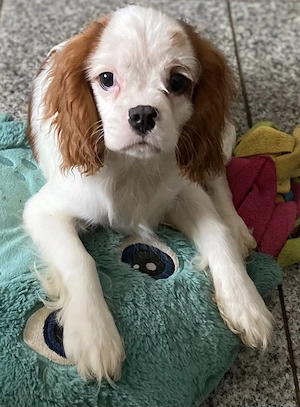 Cavalier King Charles Spaniel Welpen, Rüde mit Papieren 
