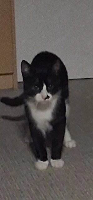 Tuxedo-Kater Zuverkaufen