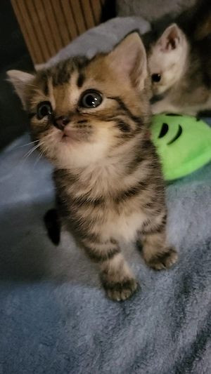 Reinrassige BKH baby Kitten.
