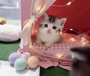 Zuckersüsse Reinrassige Bkh Kitten