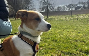 Wer verliebt sich in den kleinen Toffy?