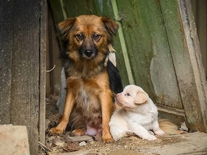 Little Bit sucht ein ruhiges Zuhause