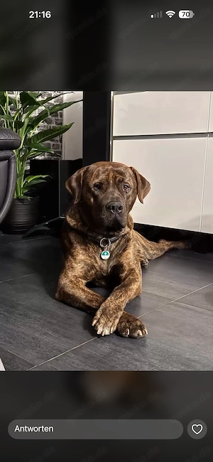 Mischling sucht dringend neues Zuhause 