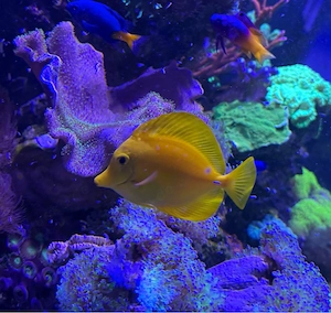 hawai doc - Zebrasoma flavescens