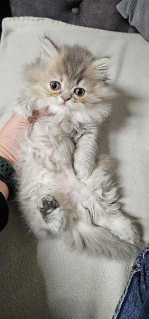 perser-kitten Bild 6