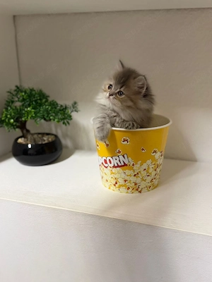 perser-kitten Bild 3
