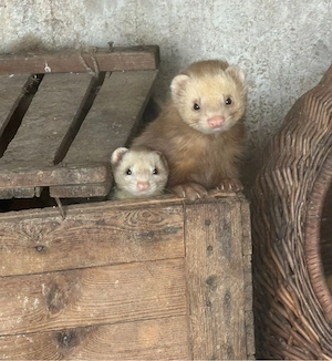 Frettchen Wurfplanung, Welpen abzugeben