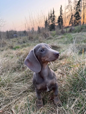 zwergdackel isabell tan 