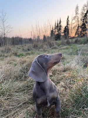 zwergdackel isabell tan 