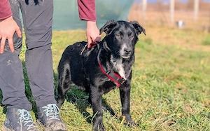 Zuhause gesucht für Linn