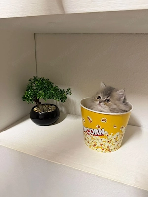 perser-kitten Bild 2