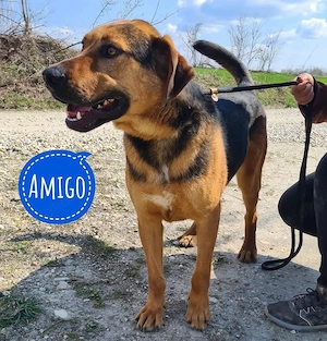 Amigo, ein aktiver Traumhund, Bracke Labrador Mix
