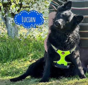 Lucian, junger und intelligenter kroatischer Schäferhund sucht ein Zuhause