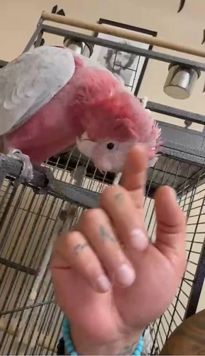 Rosa kakadu zahm jung tier und kann sprechen