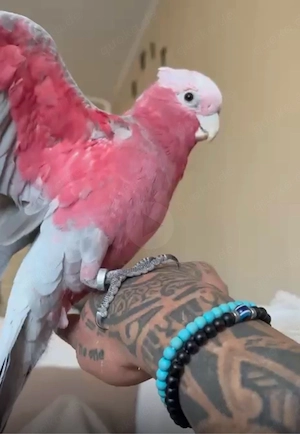 Rosa kakadu jung tier