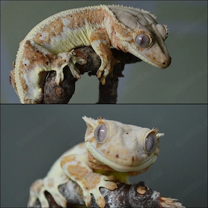 Kronengeckos (Correlophus ciliatus)