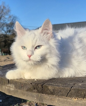 Reinrassige Sibirische Katze